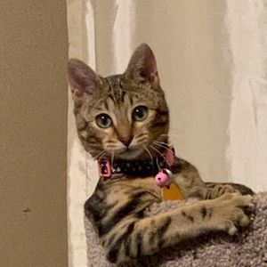 Meet your Posher, Peggy